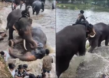 ದುಬಾರೆಯಲ್ಲಿ ಘೋರ ದುರಂತ ; 2 ಆನೆಗಳ ಕಾದಾಟದ ಮಧ್ಯೆ ಸಿಲುಕಿ ಮಹಿಳೆ ಸಾವು!