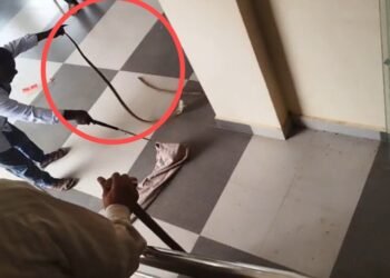 ದಾವಣಗೆರೆ : ಅಪಾರ್ಟ್‌ಮೆಂಟ್‌ನಲ್ಲಿ ಕಾಣಿಸಿಕೊಂಡ ನಾಗರಹಾವು