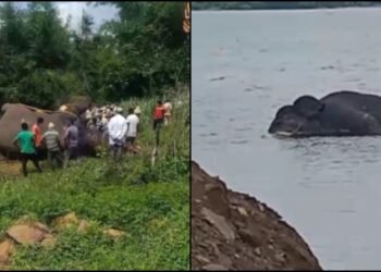 ಬೊಮ್ಮನಹಳ್ಳಿ ಜಲಾಶಯದಲ್ಲಿ ಕಾಡಾನೆ ಮೃತದೇಹ ಪತ್ತೆ!