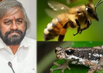 ಮಲಬಾರ್ ಟ್ರೀ ಟೋಡ್ ಹಾಗೂ ತುಡುವೆ ಜೇನಿಗೆ ಶೀಘ್ರದಲ್ಲೇ ರಾಜ್ಯಮಟ್ಟದ ಸ್ಥಾನಮಾನ!