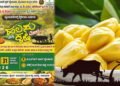 ಬೈಂದೂರಿನಲ್ಲಿ ಮೇ 29ರಿಂದ 2ನೇ ವರ್ಷದ “ಹಲಸು ಮತ್ತು ಕೃಷಿ ಮೇಳ”ದ ಸಂಭ್ರಮ!