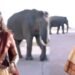 ಕಾಡಾನೆ ಜೊತೆ ರೀಲ್ಸ್ ಹುಚ್ಚಾಟ – ಶಿಲ್ಪಾ ಗೌಡ ವಿರುದ್ದ ಪರಿಸರ ಪ್ರೇಮಿಗಳ ಆಕ್ರೋಶ!