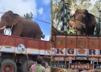 ಚನ್ನಗಿರಿಯಲ್ಲಿ ರೈತರ ನಿದ್ದೆಗೆಡಿಸಿದ್ದ ಕಾಡಾನೆ ಸೆರೆ ; ಅರಣ್ಯ ಇಲಾಖೆ ಕಾರ್ಯಾಚರಣೆ ಯಶಸ್ವಿ!