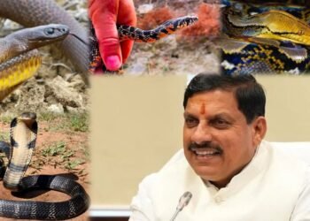 ಮಧ್ಯಪ್ರದೇಶದಲ್ಲಿ ಶುರುವಾಗಿದೆ ಹಾವುಗಳ ‘ಹುಡುಕಾಟ’.. ಇದು ಸಾಮಾನ್ಯ ಗಣತಿಯಲ್ಲ, ದೇಶದ ಮೊದಲ ವೈಜ್ಞಾನಿಕ ಅಧ್ಯಯನ!