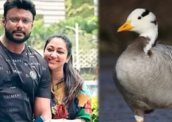 ದರ್ಶನ್‌ ಫಾರ್ಮ್‌ಹೌಸ್‌ನಲ್ಲಿ ಪಟ್ಟೆ ತಲೆ ಹೆಬ್ಬಾತು ಪತ್ತೆ ; ಕೇಸ್‌ ರದ್ದತಿಗೆ ವಿಜಯಲಕ್ಷ್ಮಿ ಹೈಕೋರ್ಟ್‌ ಮೊರೆ!