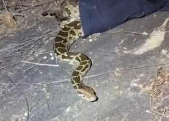 ಮೈಸೂರಿನಲ್ಲಿ ಬೃಹತ್ ಹೆಬ್ಬಾವು ಸಂರಕ್ಷಣೆ