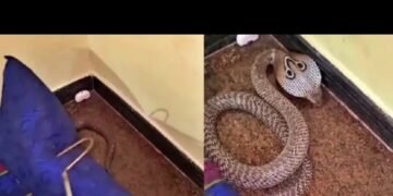 ನಾಗರ ಹಾವಿನ ಮೇಲೆ ಮಲಗಿದ್ದ ಅಣ್ಣ ತಂಗಿ